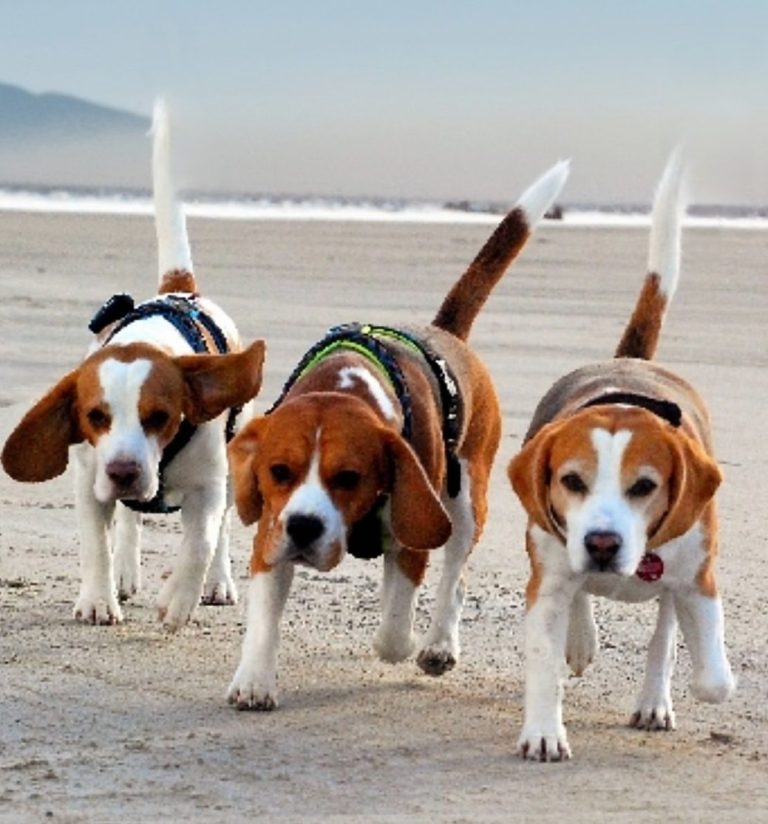 Homer, Kayden & Titus